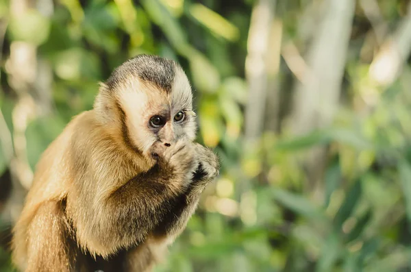 Macaco com frio — Fotografia de Stock