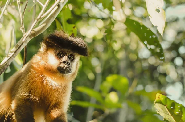 Wild Monkey On Top Of A Tree, Holding On Branches. Primate Macaco