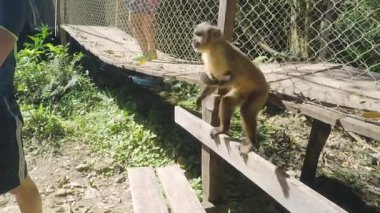 Vahşi bir maymun yavrusu için Gıda meyve veren turistler. Primate macaco Prego (çivi maymun), Sapajus. Brezilya-Güney Amerika hayvan.