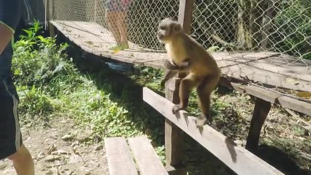 游客给一只野生猴子幼崽送水果 灵长类动物马卡科普雷戈 指甲猴 萨帕尤斯 南美动物 — 图库视频影像