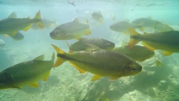 在巴西博尼托女士旅游胜地 大型皮拉普塔加鱼在透明水域游泳的大型皮拉普塔加鱼的水下景观 皮拉普塔加鱼的浅滩 — 图库视频影像
