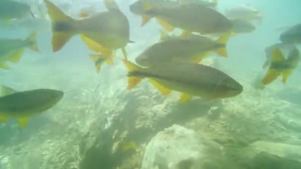 Mergulhando Debaixo Água Rio Vendo Cardume Grandes Peixes Piraputanga Nadando — Vídeo de Stock