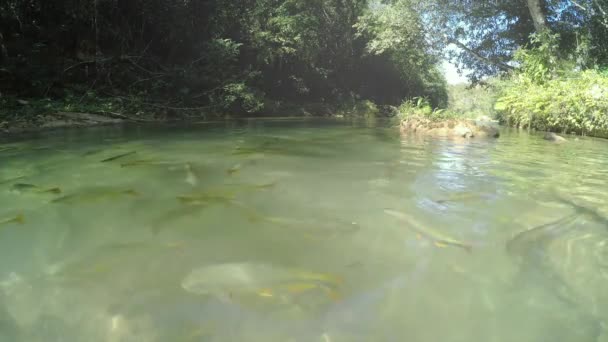 Вода Поверхня Погляд Shoal Великих Пірнатанга Риб Купання Прозору Воду — стокове відео