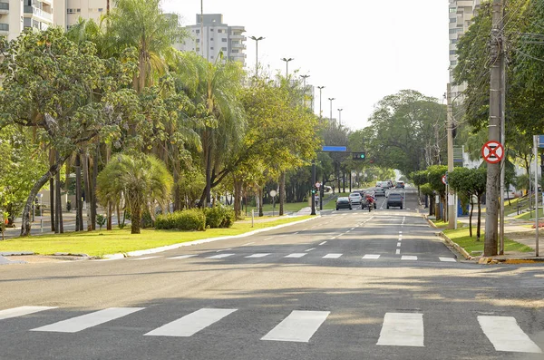 Avenida de árboles forrados — Foto de Stock