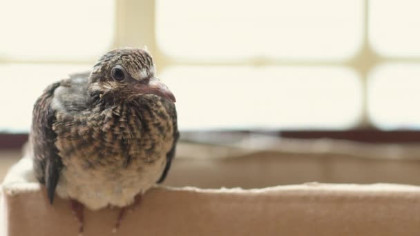 Brązowy Ptak Skraju Pudełka Kartonowego Ptak Wyrównać Lewo Spacja Boku — Wideo stockowe