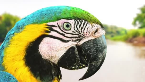 パラグアイ川のブラジルのパンタナールの青と黄色のマコーのアニメーションビデオ 写真付きのビデオモンタージュ カニンヌ マコーとして知られる野鳥 — ストック動画