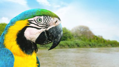 Brezilya Pantanal 'ının mavi ve sarı papağanı. Arara Caninde olarak bilinen vahşi bir kuş. Doğada yaşayan bir kuş.
