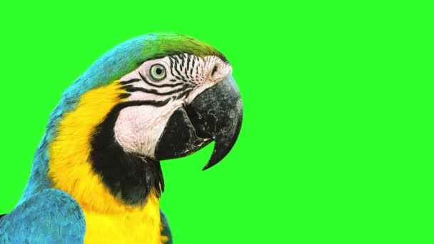 Macaw Transparent Bakgrund Alpha Matt Blå Och Gul Makaw Den — Stockvideo