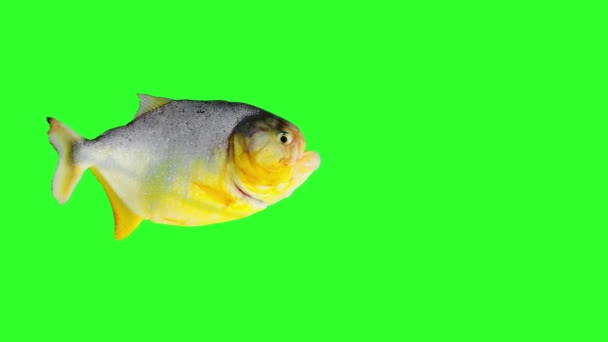 Fish Swimming Crossing Screen Left Right Movement Animation Alpha Matte — Stock Video