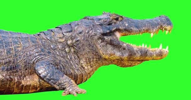 Alligator Movements Biting Fast Observing Open Mouth Isolated Green Screen — Stock Video