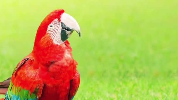 Szczęśliwa Macaw Tańczy Potrząsa Głową Czerwony Ptak Tle Natury Miejscem — Wideo stockowe