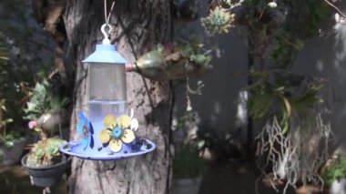Tabağında siyah arılar olan sinekkuşu suyu, kuş yok..
