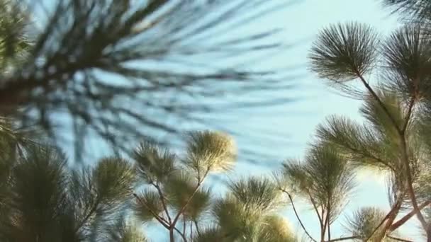 Lihat Melalui Cabang Pohon Pinus Dan Langit Biru Dari Hari — Stok Video