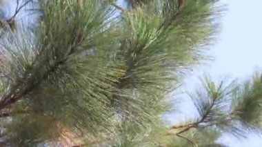 Rüzgarlı bir günde sallanan bir çam ağacının dalları. Arka planda güneşli bir günün mavi gökyüzü. Doğa arkaplanı.
