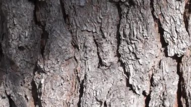 Çam ağacının gövdesine yaklaş. Videoyu kaydet. Bagajda küçük bir örümcek.