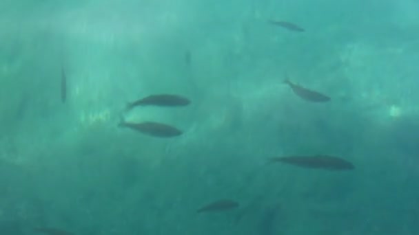Yüzeyine Bir Sürü Balık Yüzüyor Dalgalar Oyun Güneş Işığı Altında — Stok video