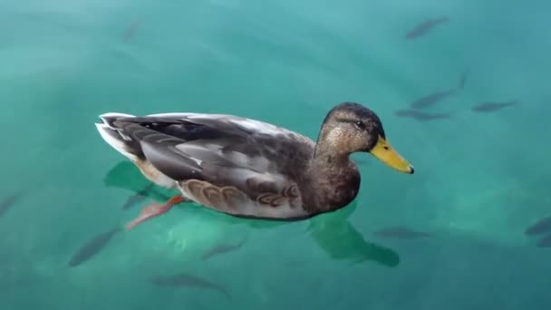 Wild Duck Floats Chamber Flock Fish Can Seen Water — Stock Video