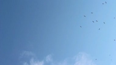 Bir sürü yüksek nehir yukarıda gökyüzünde tur atan martılar.