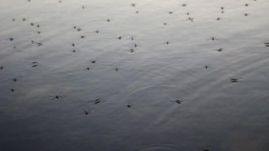 Onların paws kıl kıllar ile büyümüş, özel bezleri onlar için su parçacıkları repels bir yağ üretmek.