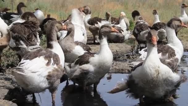 Binnenlandse Volbloed Eenden Staan Een Plas Drink Water — Stockvideo