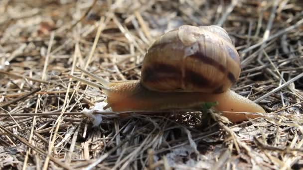 L'escargot rampe sur l'herbe sèche, sa coquille est perforée et fissurée 