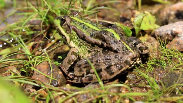Frog Lurking Shore Lake Waiting Its Prey — Stock Video
