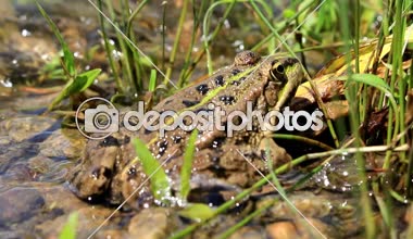 Kurbağa nehrin av için bekleyen oturuyor, dalgalar yıkamak.