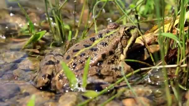 La grenouille est assise dans la rivière attendant la proie, les vagues la lavent .