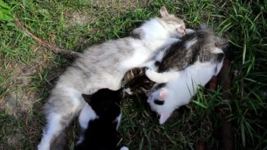 Bir kedi ile üç küçük kedi yavrusu yeşil çim üzerinde yalan.