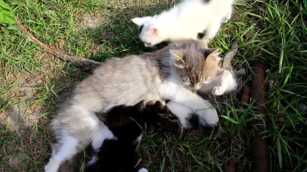 Egy Macska Feküdt Hátára Nyalogatja Kisgyermekek Csúszás Tejet — Stock videók