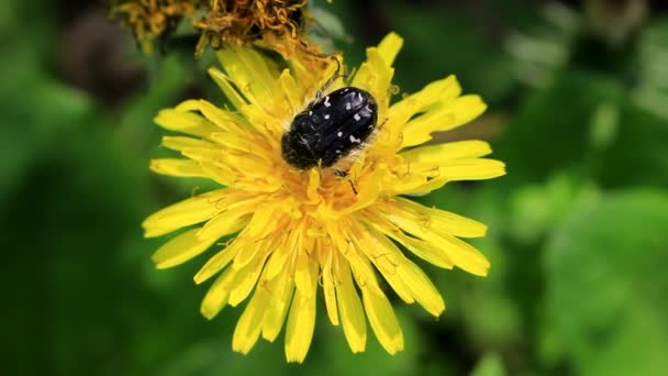 Gevlekte Kever Een Gele Paardebloem Hartstochtelijk Stuifmeel Eet Drinkt Zoete — Stockvideo