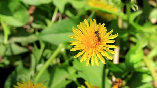 Une abeille sur un pissenlit jaune élimine le pollen des yeux et des antennes. Ecartez ses ailes, il décolle .
