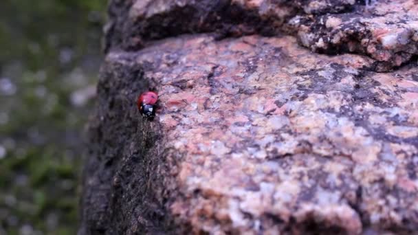 Joaninha Busca Comida Corre Uma Pedra Granito — Vídeo de Stock