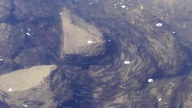 Küçük bir balık bir sürü içinde toplanır ve denizde nehrin taşları arasında hareket eder, kendi ana unsuru geri döner..