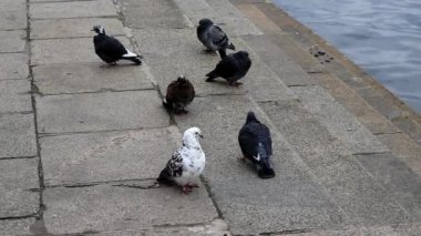 Nehrin kıyısında bir kuş sürüsü, beyaz bir güvercin siyah bir güvercinin tüyünden çıkar..