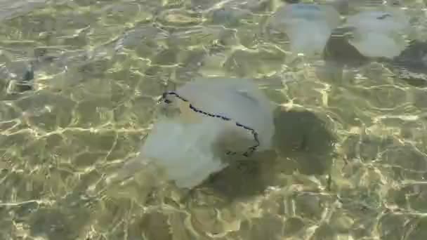 Mořské Medúzy Purpurovým Pruhem Pomalu Pohybují Směrem Pobřeží — Stock video
