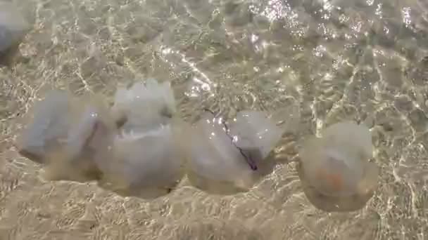 Cinco Medusas Mar Cores Diferentes Pregadas Costa — Vídeo de Stock