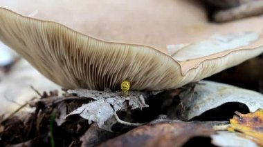 Sarı bir uğur böceği bir mantardan bir dala doğru kayar ve ileri ye doğru ilerler..