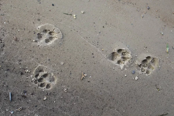 Nehrin kıyısında, ıslak kumun üzerinde köpeğin izleri vardı. İşiniz için iyi bir geçmiş..