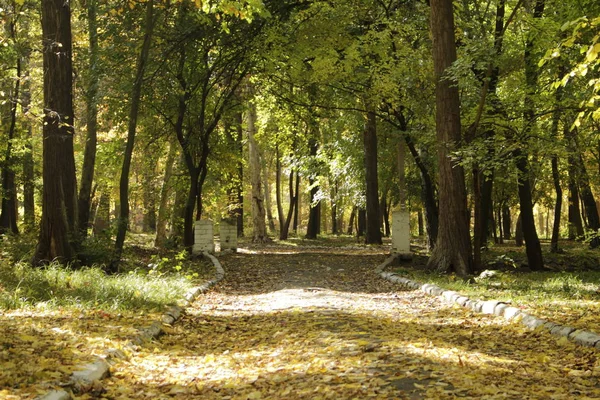 Şehir parkına giden yol sarı yapraklarla kaplı, ağaçların arasından güneş ışınları geçiyor..
