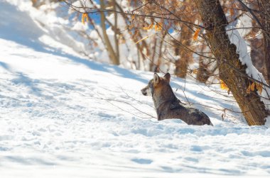 Karda yürüyen genç İtalyan kurt (canis lupus italicus) Denizcilik alps doğal Park (Piedmont, İtalya),