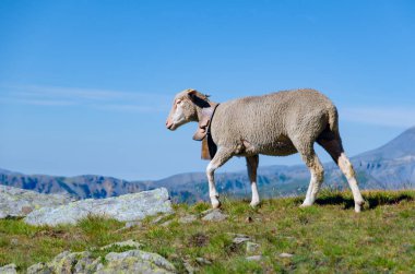Koyun içinde dağ, deniz Alpler, Piedmont, İtalya