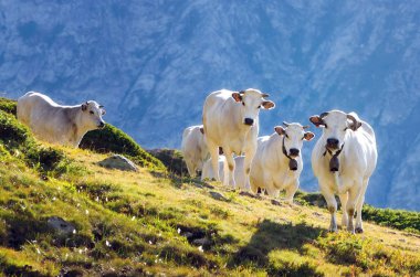 Beyaz piedmontese cins inekler bir dağ mera üzerinde Denizcilik Alpler (Piedmont, İtalya çayıra)
