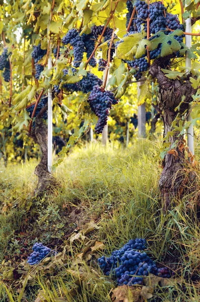 Colheita Verde Vinha Barolo Langhe Itália Com Cachos Nebbiolo Cortados — Fotografia de Stock