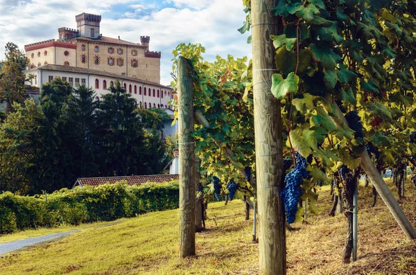 Panorama Barolo Piemont Włochy Miasta Średniowiecznego Zamku Winnice Barolo Główna — Zdjęcie stockowe