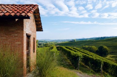 barolo (langhe, Piedmont, İtalya için şarap bölgesi), üzüm asma satırlar arasında eski bir adımız ile 