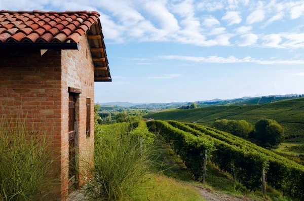 barolo (langhe, Piedmont, İtalya için şarap bölgesi), üzüm asma satırlar arasında eski bir adımız ile 