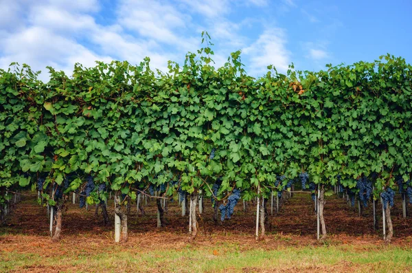 Cachos Uvas Nebbiolo Nas Vinhas Barolo Distrito Vinhos Langhe Itália — Fotografia de Stock