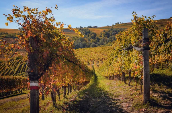 Passeggiata autunnale dopo il raccolto nei sentieri escursionistici tra i filari a — Foto Stock