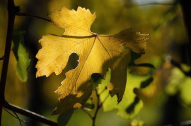 Şarap İtalya bölgesi sonbahar ve Piedmont, en önemli ve ünlü Barolo Langhe bölgede üzüm hasat sonra Nebbiolo üzüm çeşitli bırakır